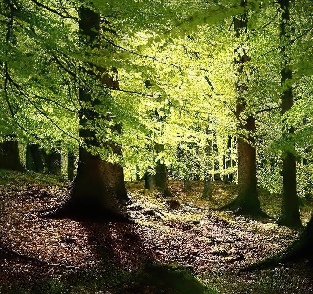 Sunlit green forest with tall trees and leaf-covered ground