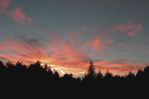 Sunset sky with pink clouds above dark silhouetted trees