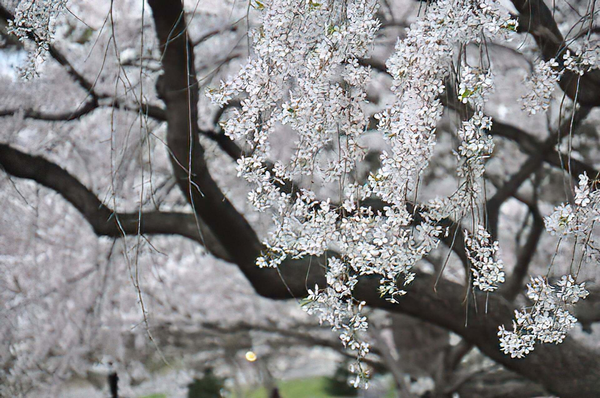 White cherry blossoms on dark tree branches against a soft gray background