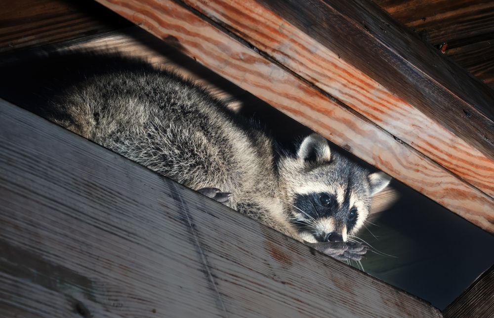 Raccoon peeking through wooden beams in a dark attic opening