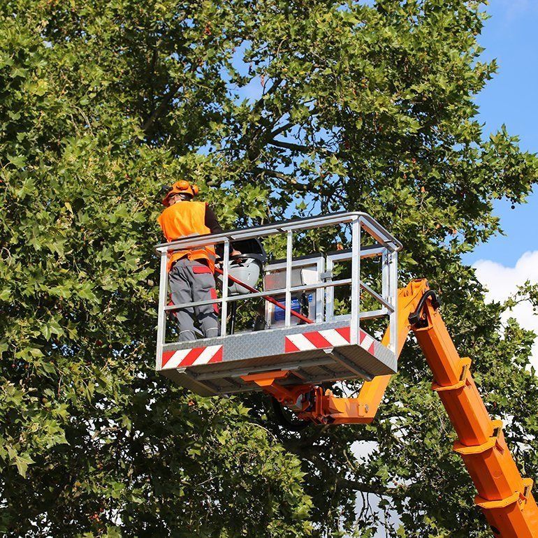 Tree Cutting — Jerome, ID — 4 Seasons Tree Service