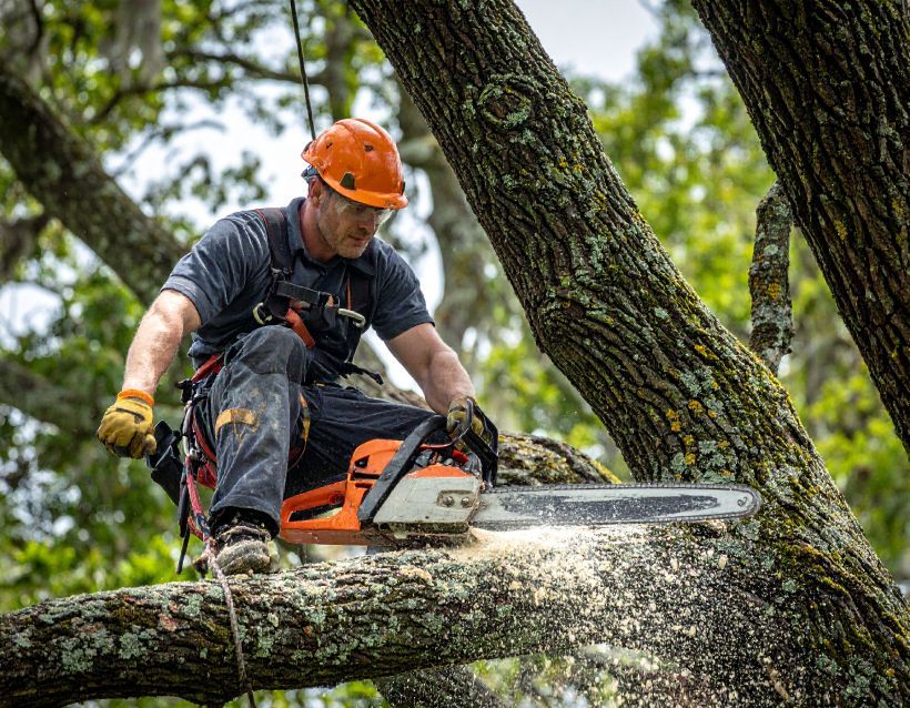Arborist in orange helmet, using a chainsaw to cut a tree branch, creating sawdust.