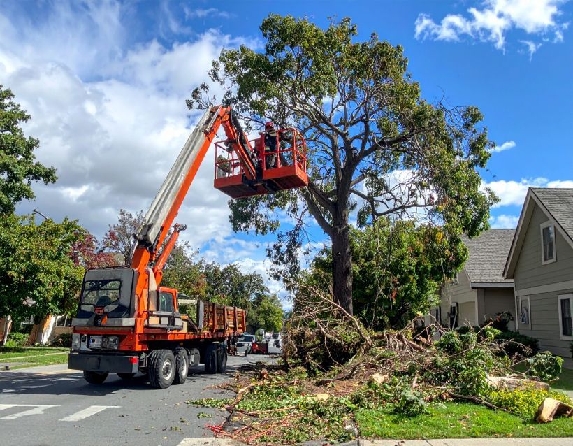 Workers in orange lift trimming a large tree on a residential street. Branches and debris on the ground.