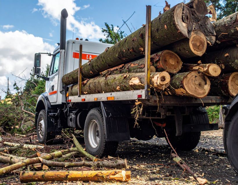 Log truck loaded with cut timber, parked on a forest road.