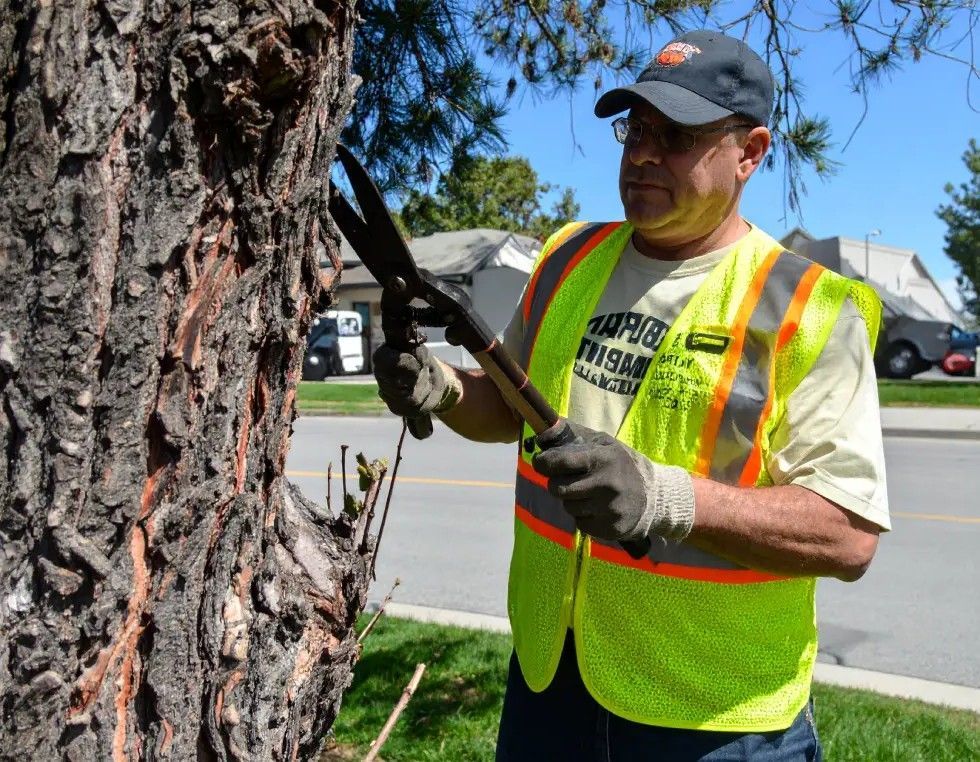 Man in safety vest pruning tree with loppers outdoors.