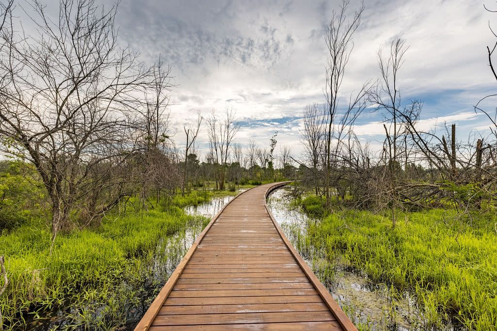 Wooden boardwalk path through a swamp with green grass and bare trees under a cloudy sky.
