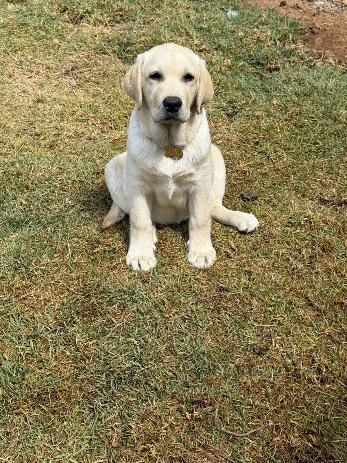 labrador en venta