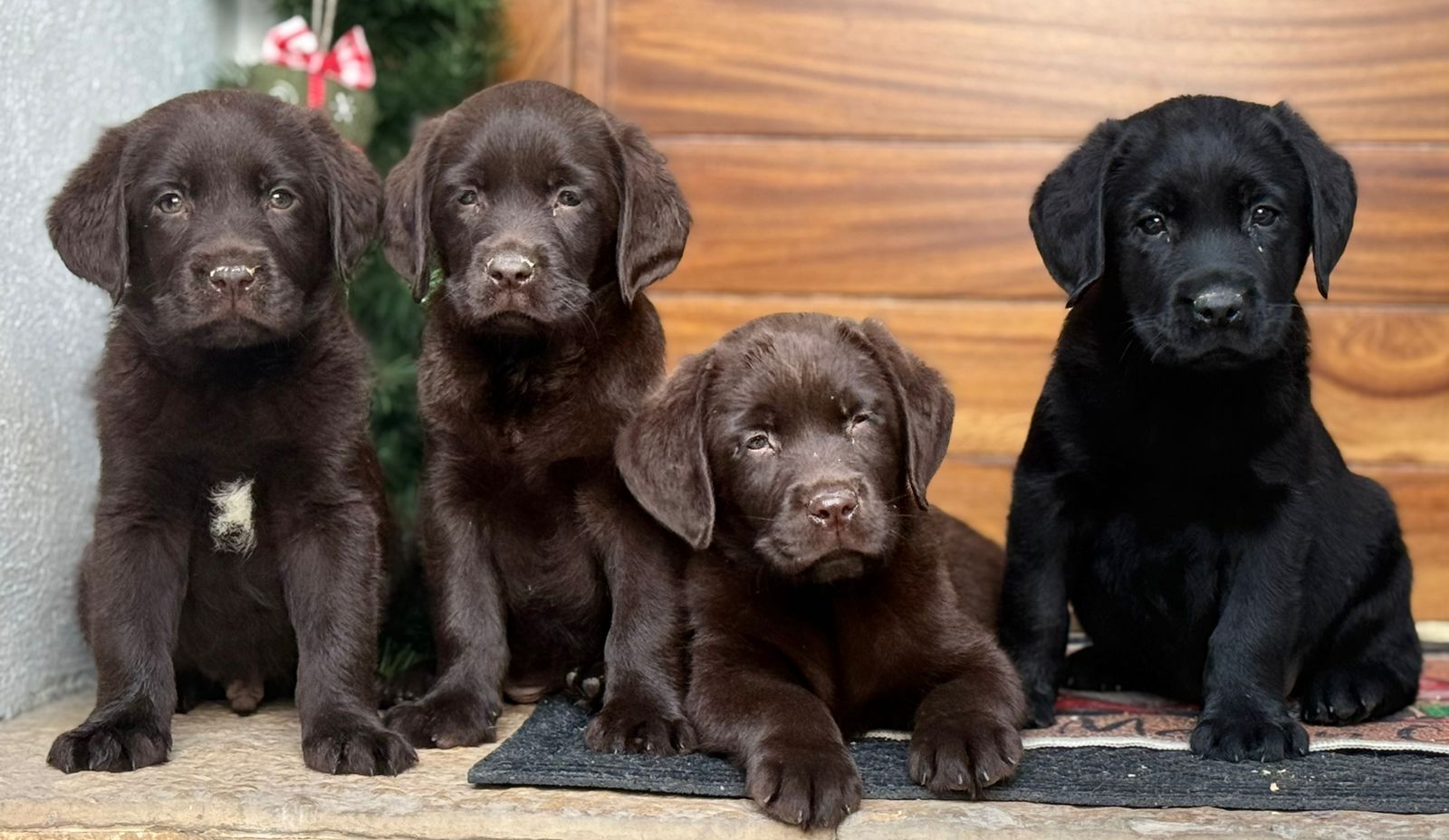 labrador en venta