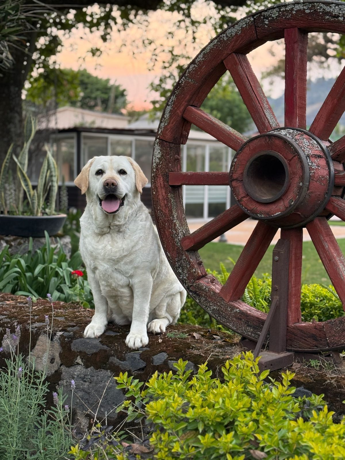 labrador retriever en venta