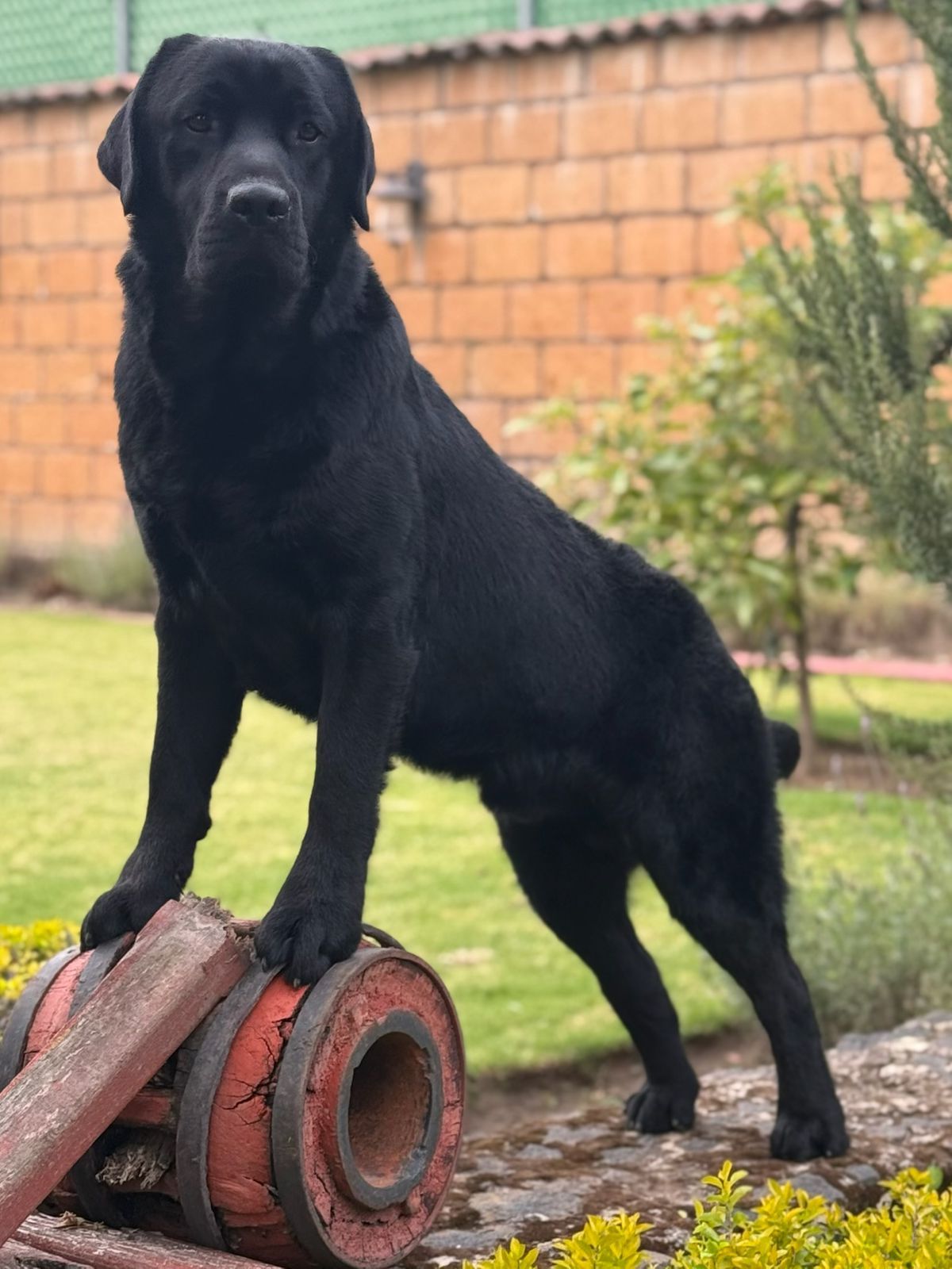 labrador retriever en venta