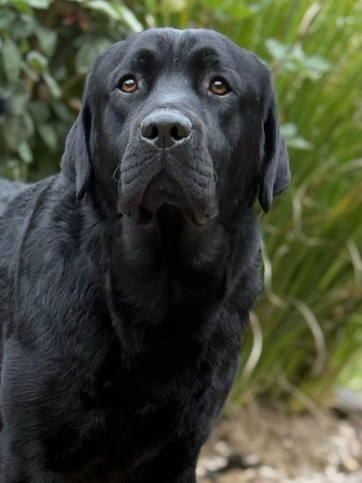 labrador retriever en venta