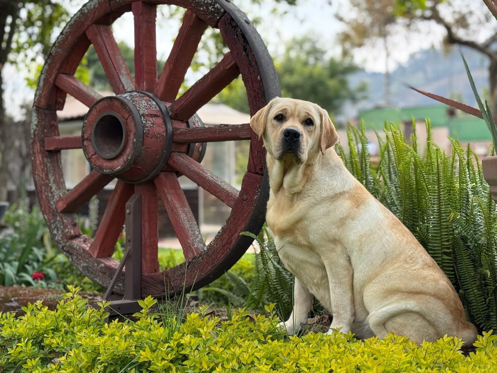 labrador retriever en venta