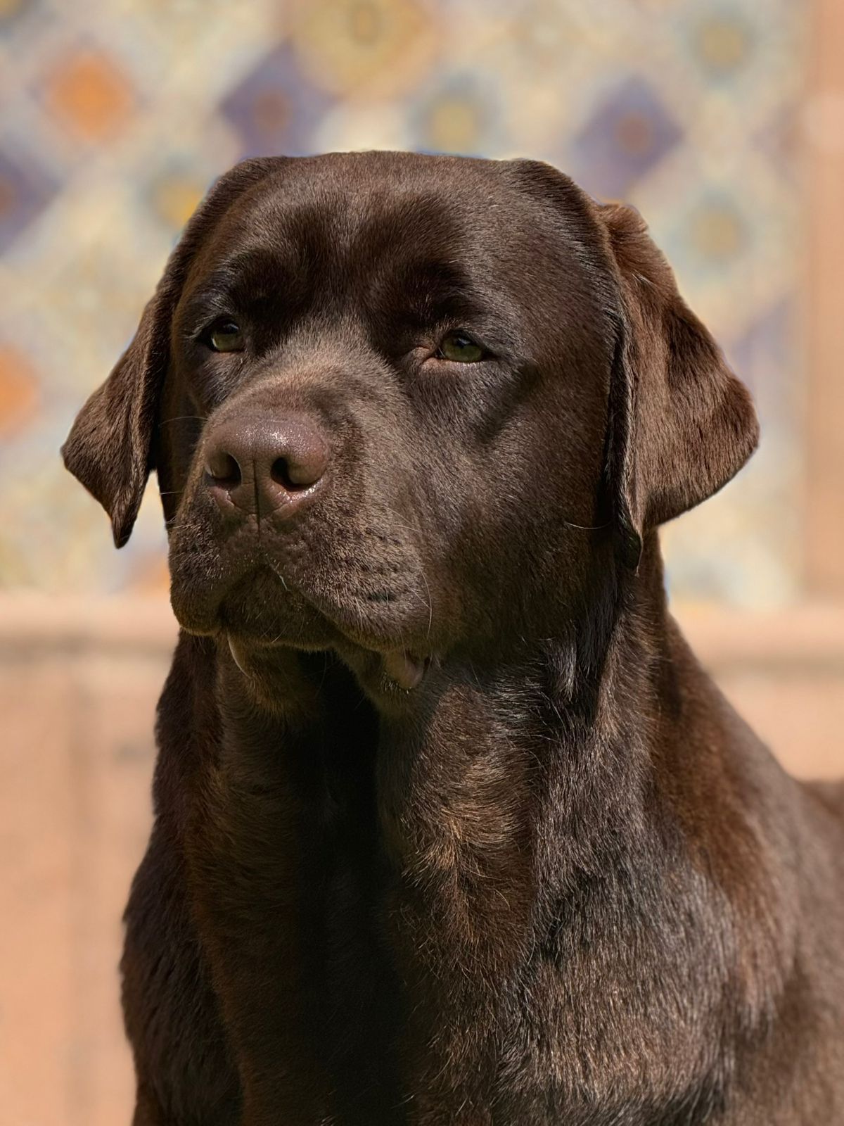 labrador retriever en venta