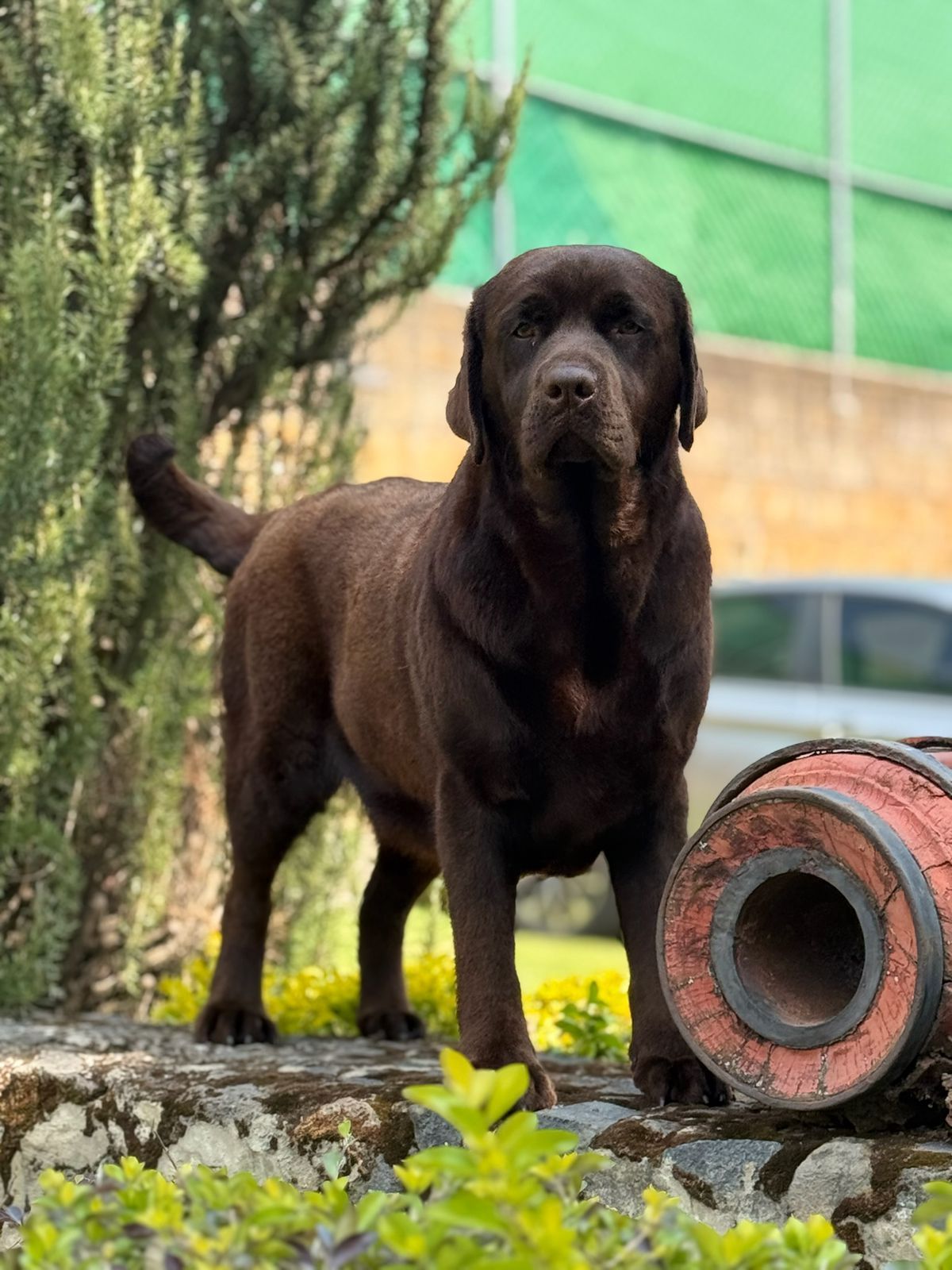 labrador retriever en venta