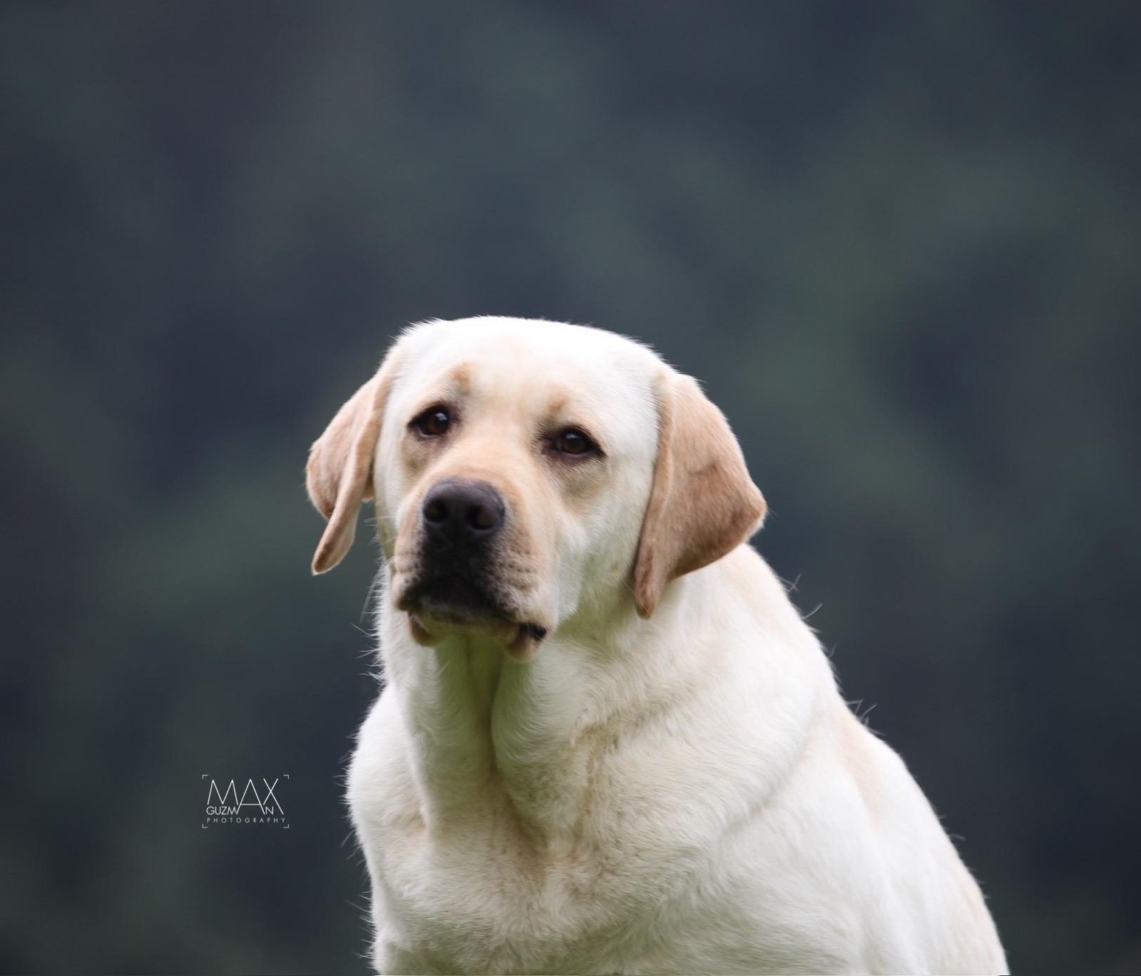 labrador retriever en venta