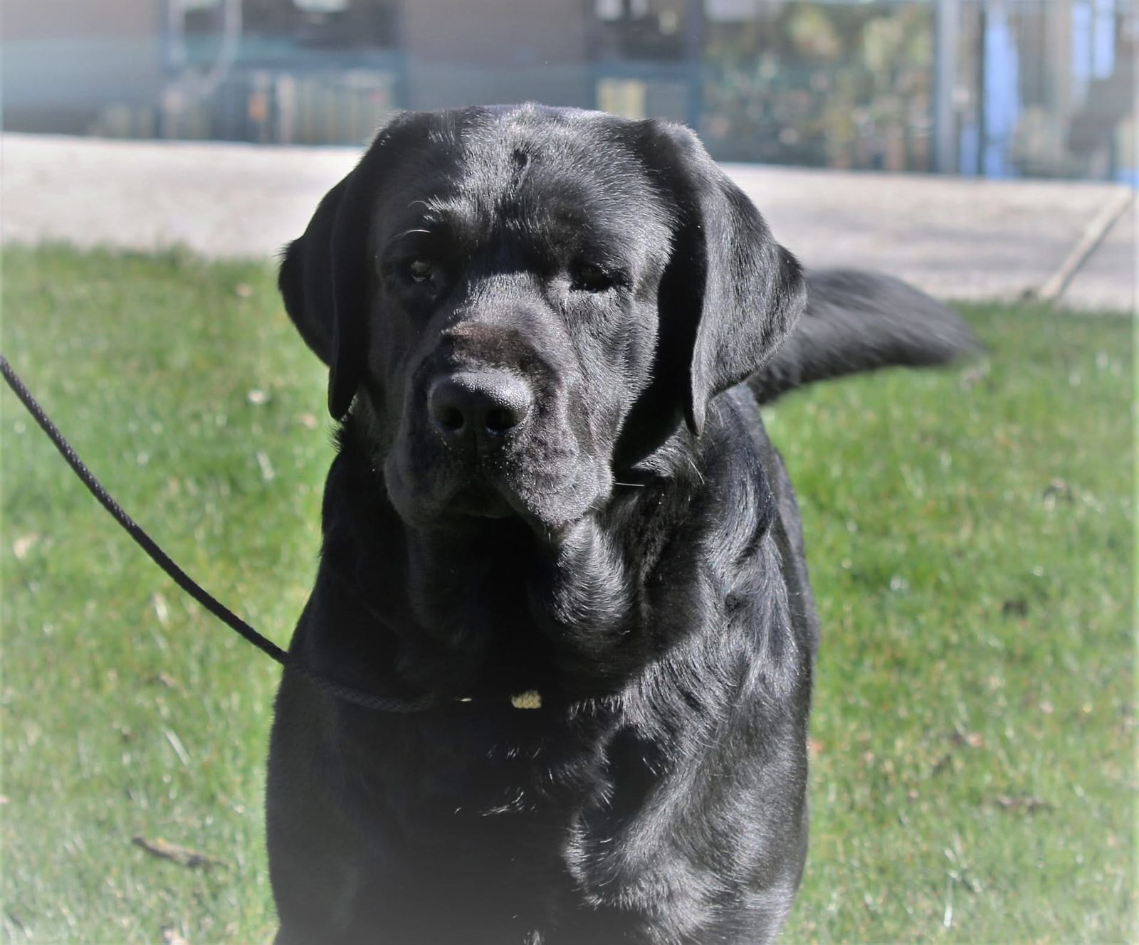 labrador retriever en venta