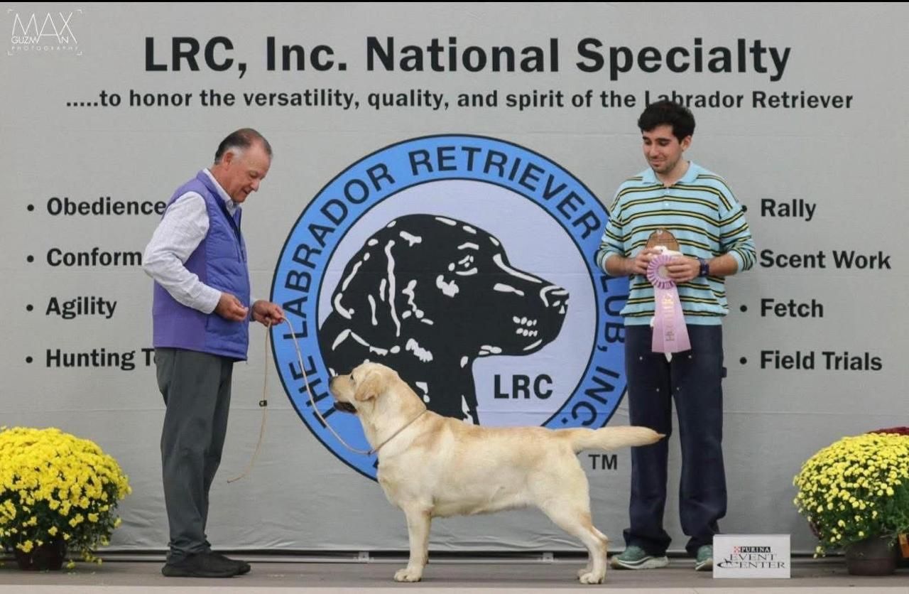 labrador retriever en venta