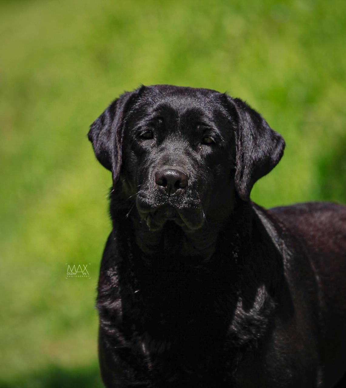 labrador retriever en venta
