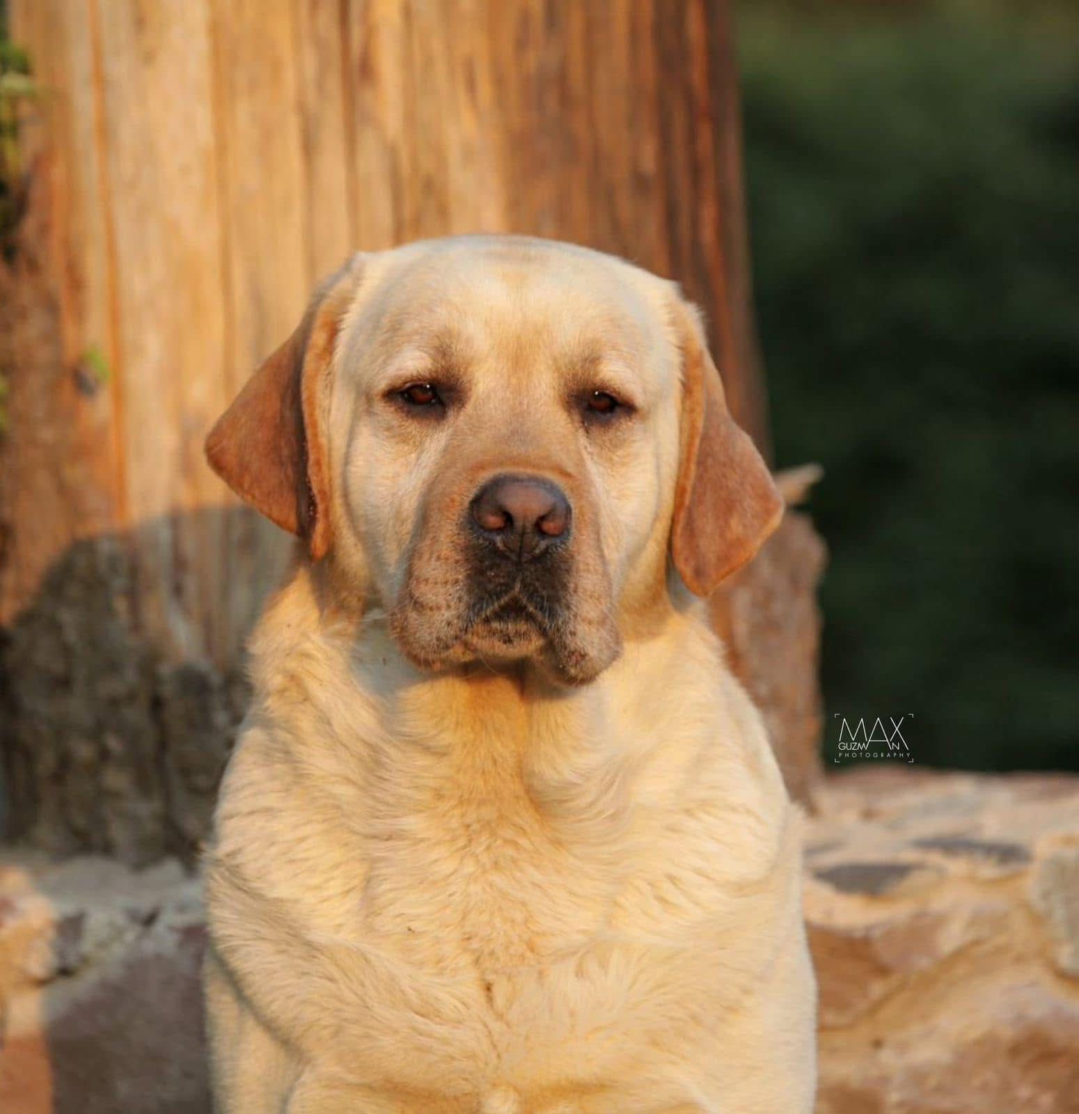 labrador retriever en venta