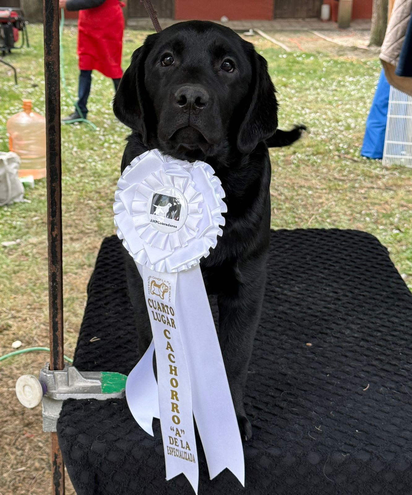 labrador en venta