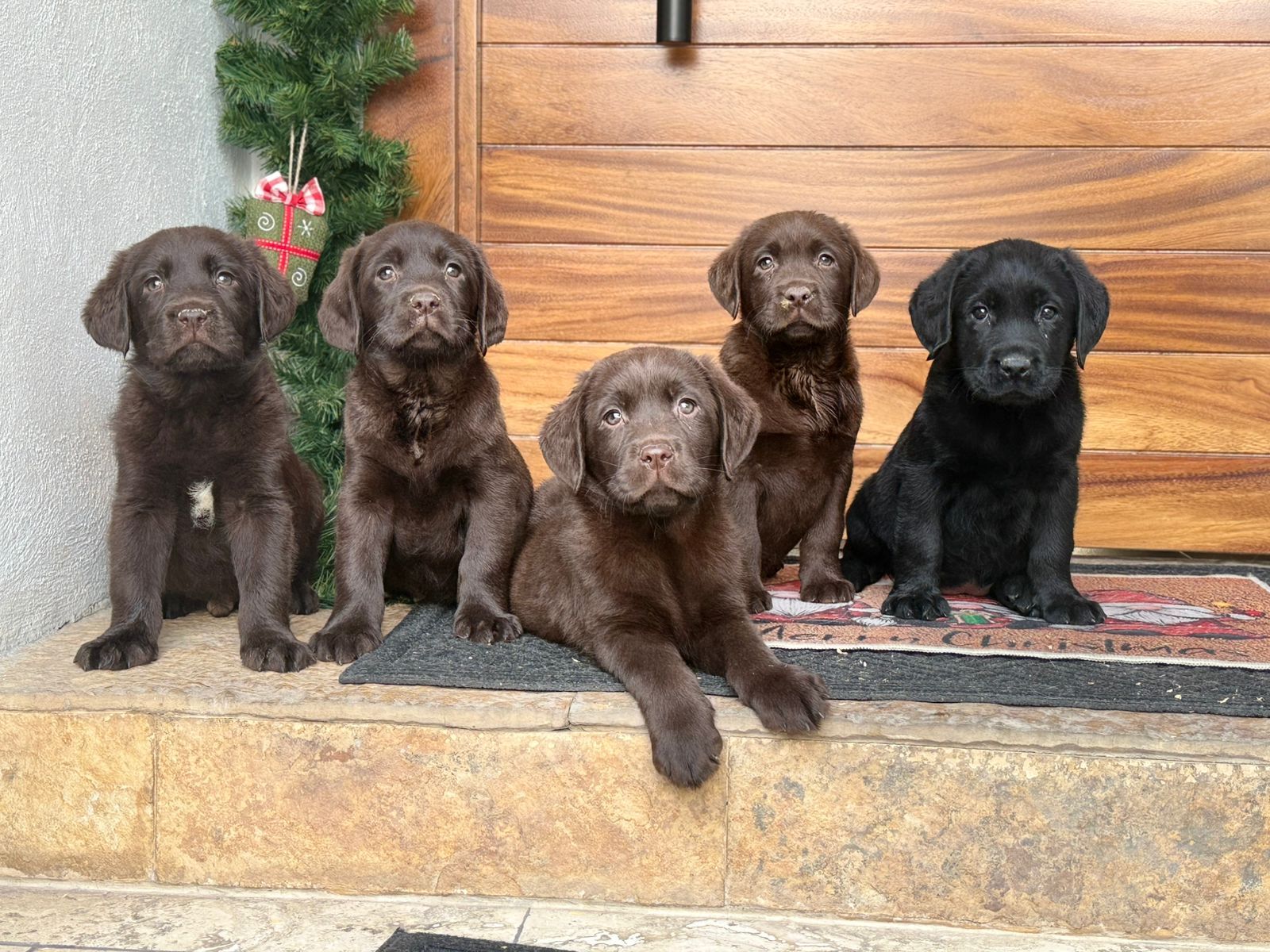 labrador en venta