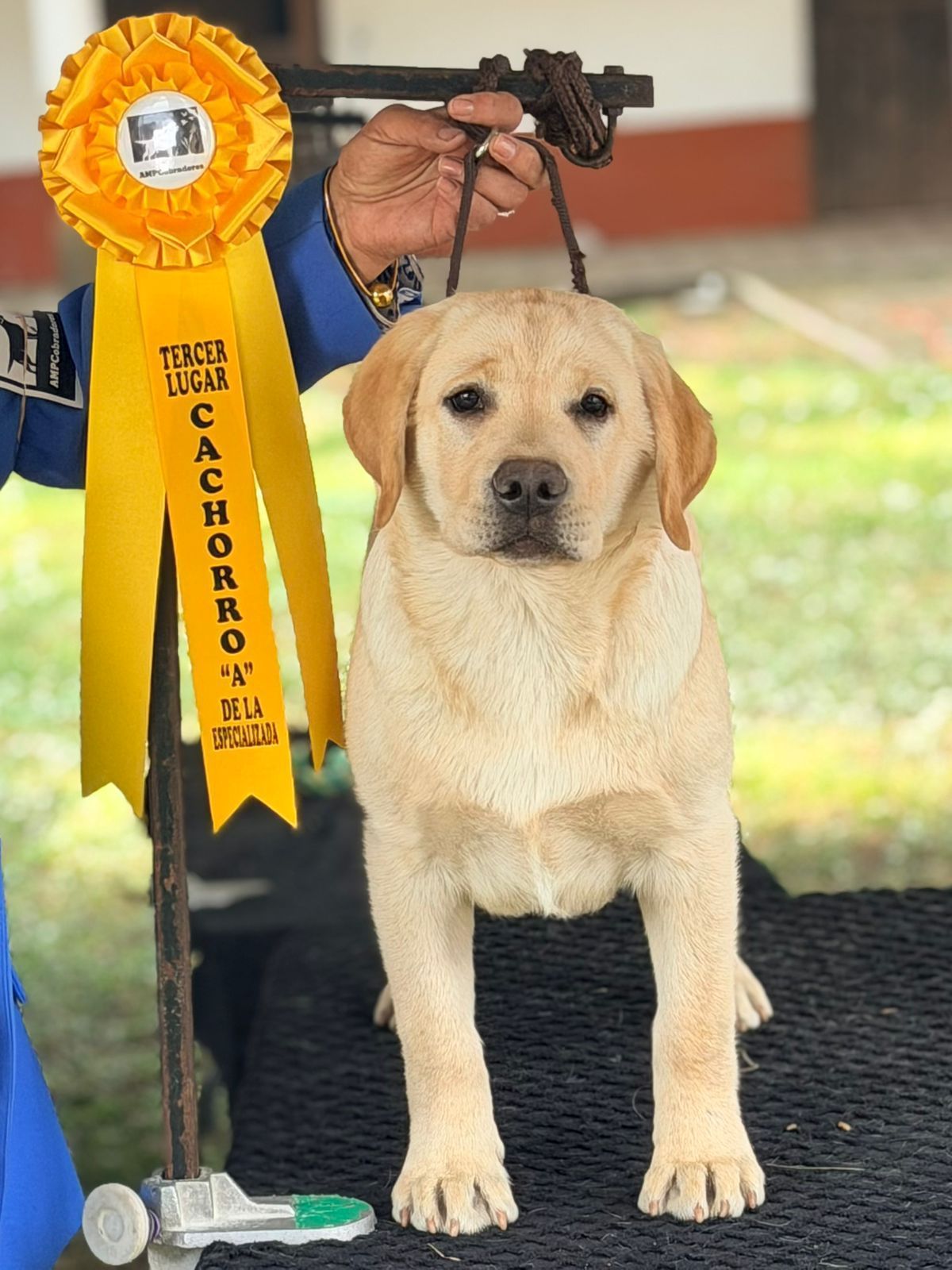 labrador en venta