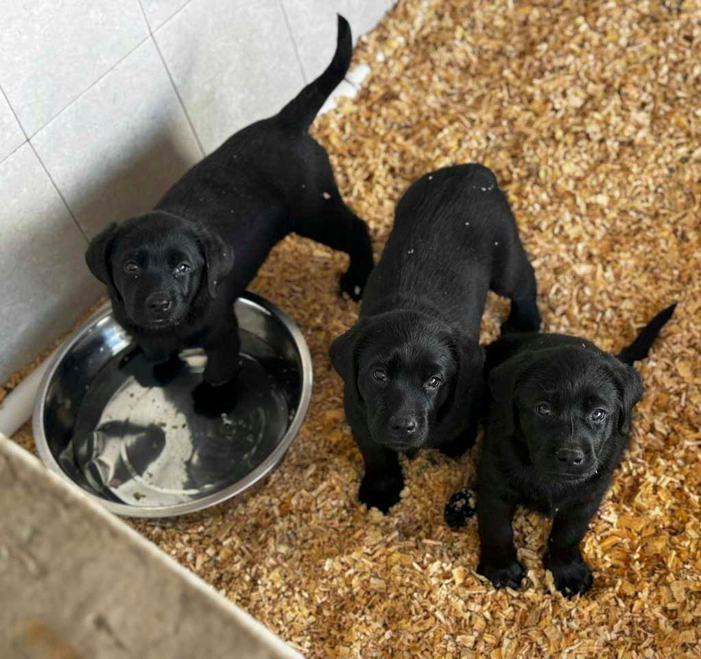 labrador en venta