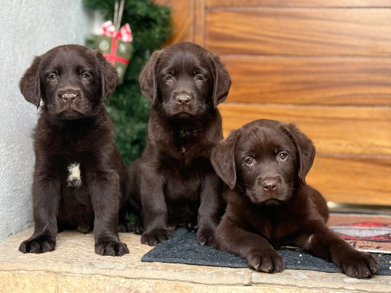 labrador en venta