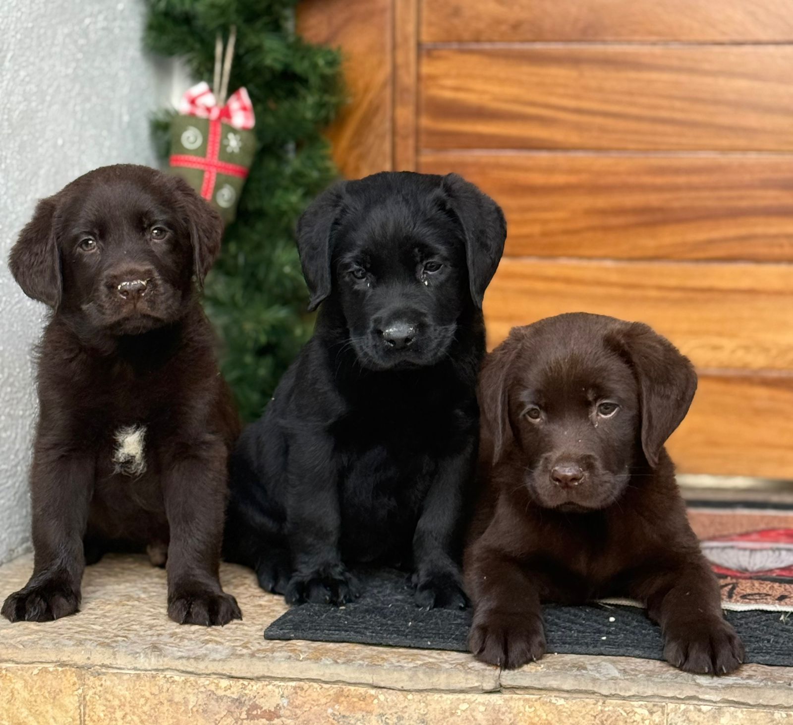 labrador en venta