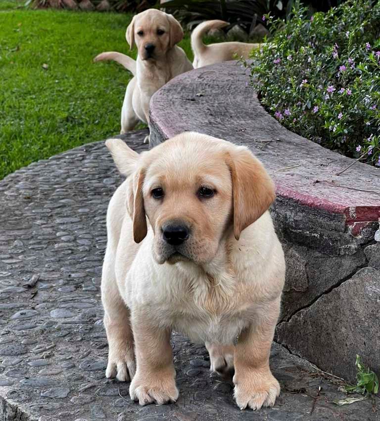 labrador en venta