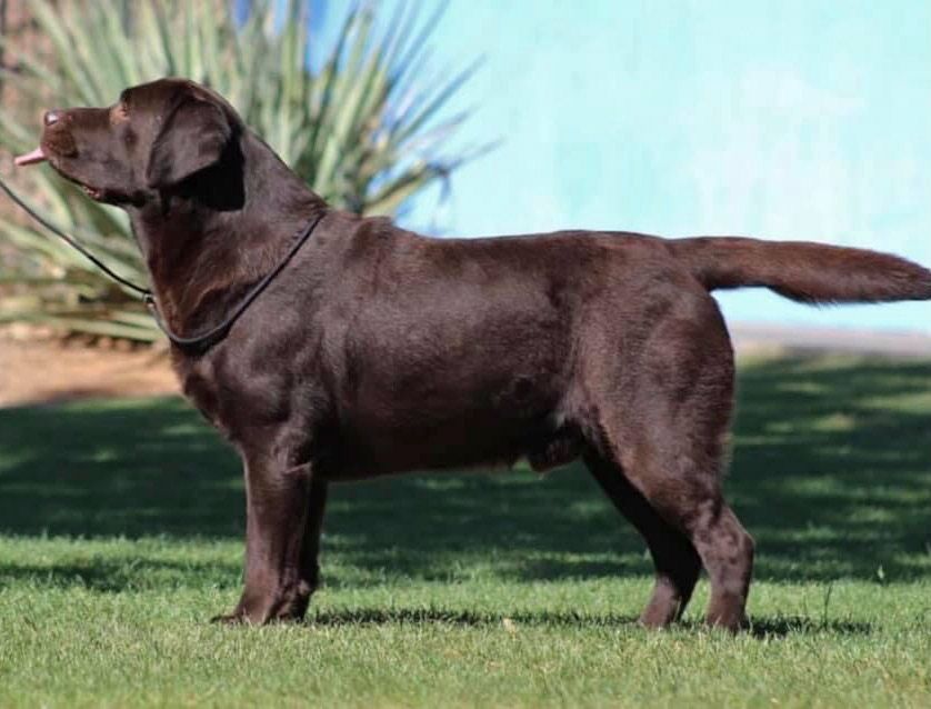 cachorro labrador en venta