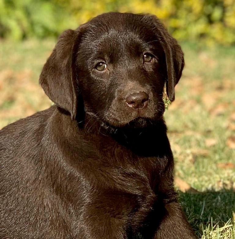 labrador guadalajara