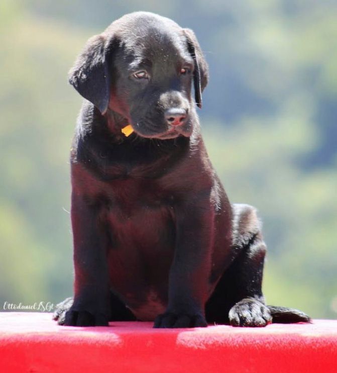 labrador en venta