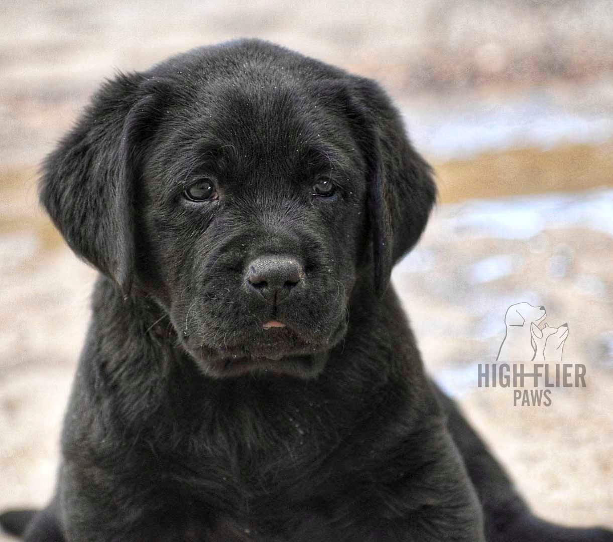 labrador en venta