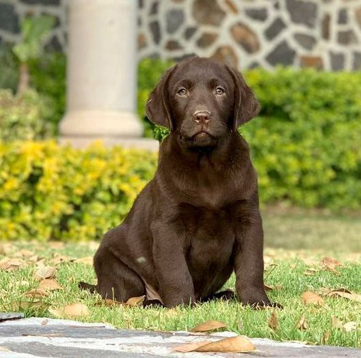 labrador en venta