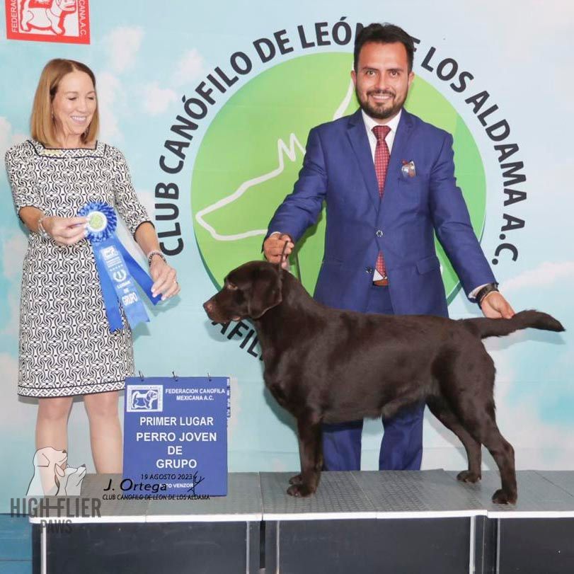 labrador retriever en venta