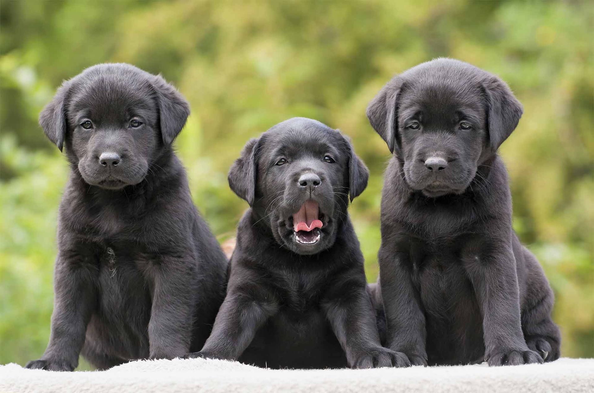 labrador en venta