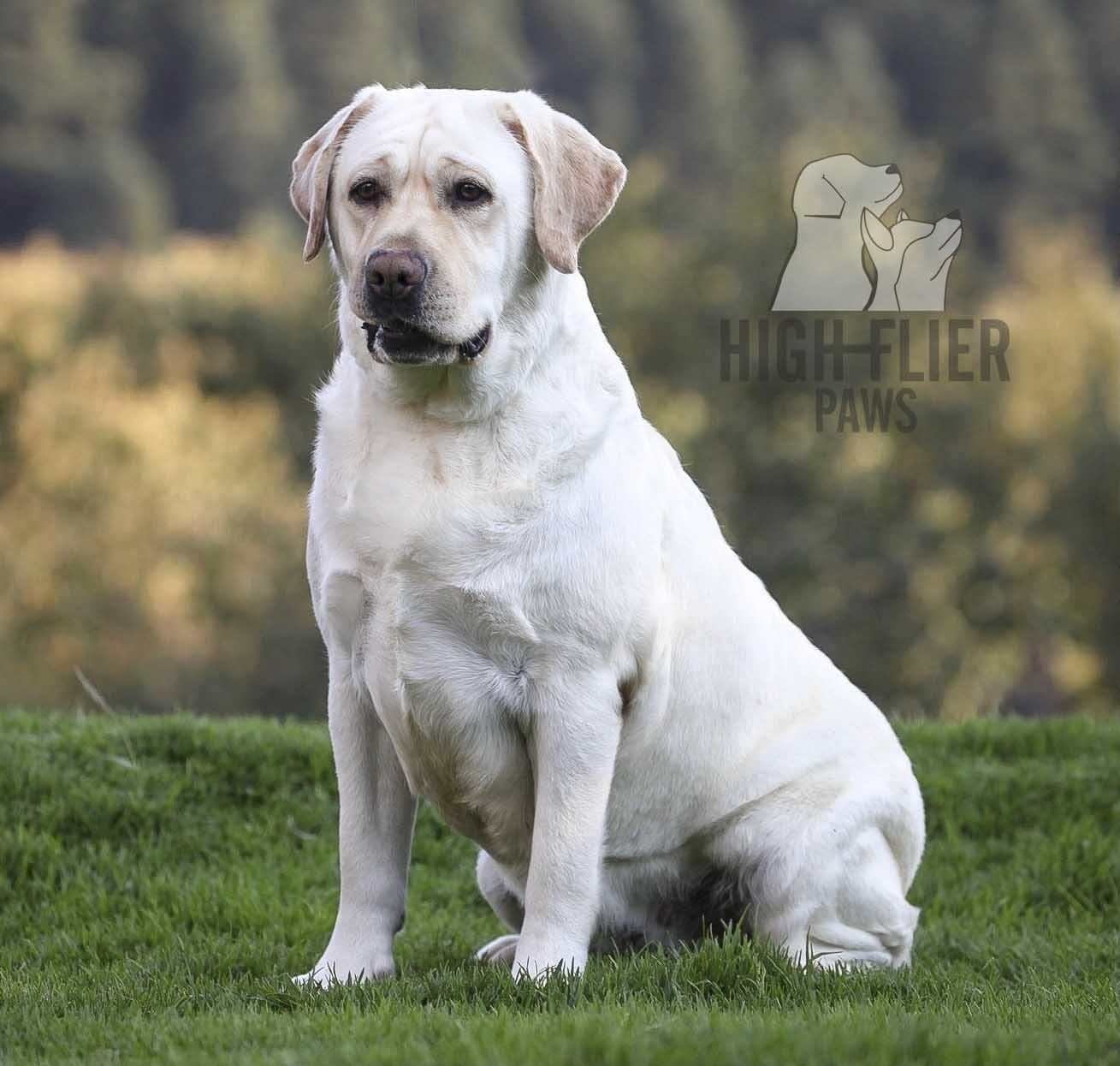 labrador retriever en mexico