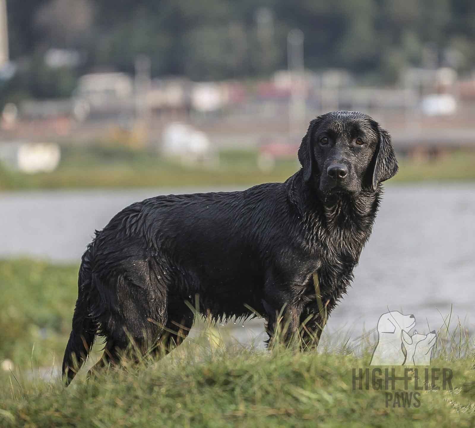 labrador retriever en mexico