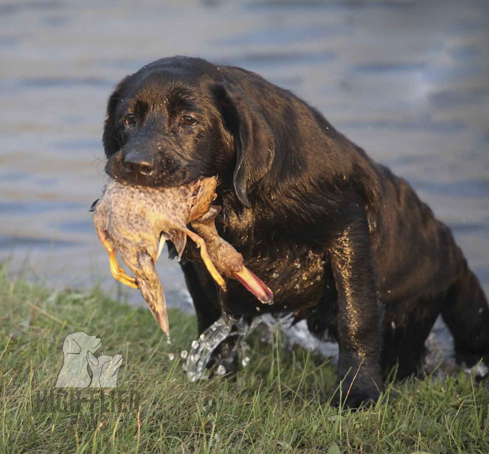 labrador retriever en mexico