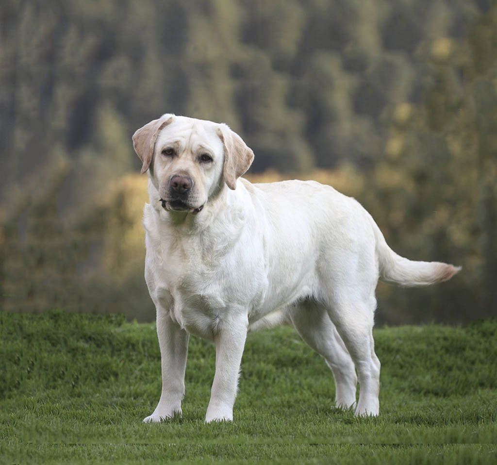 labrador guadalajara