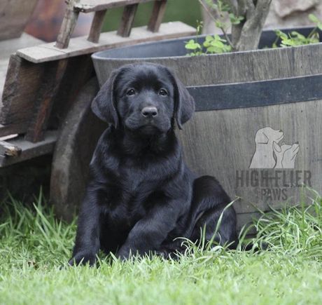 Cachorro labrador retriever en venta