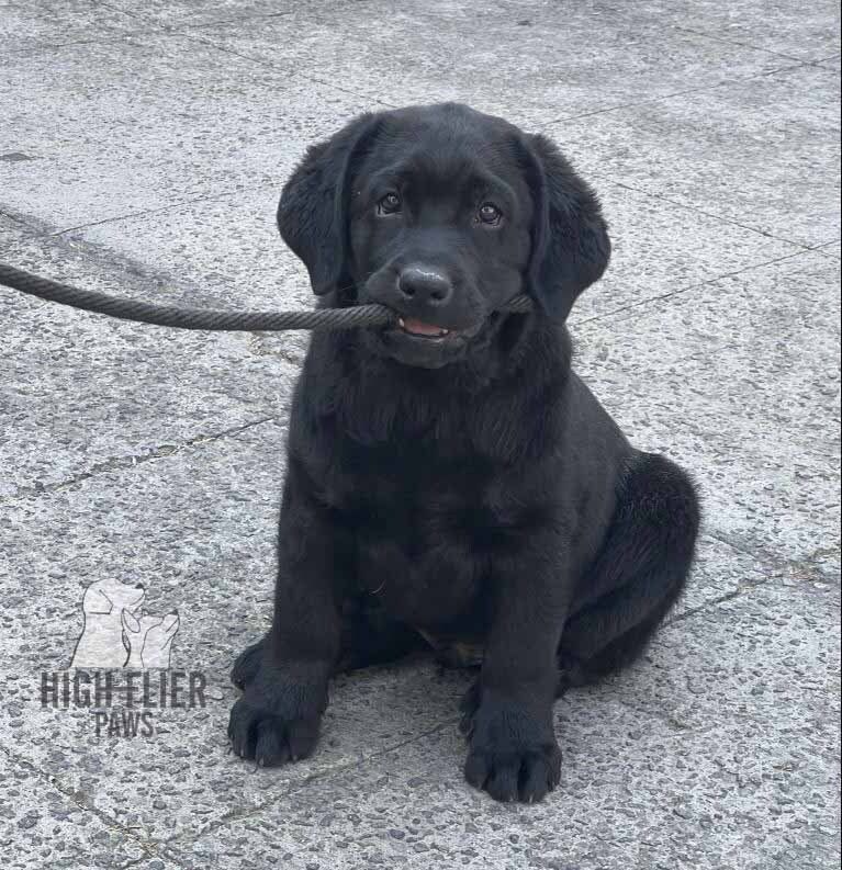 labrador retriever en venta