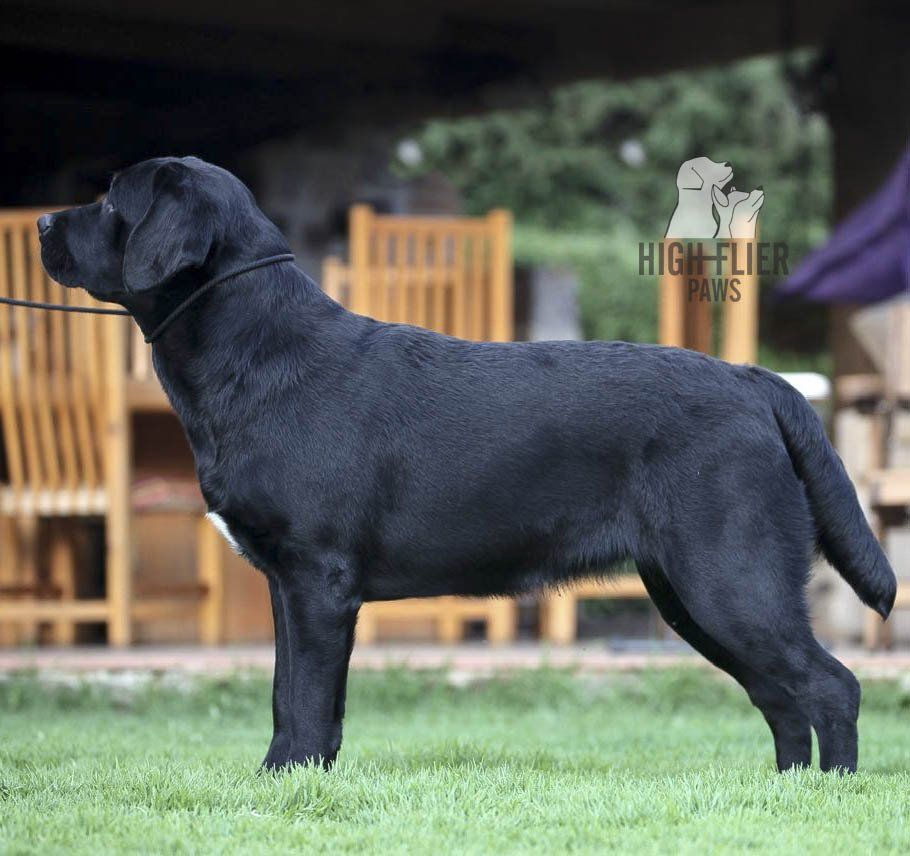 labrador retriever en venta