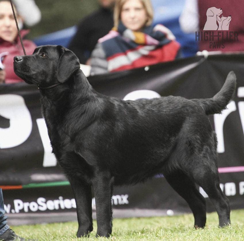 labrador retriever en venta