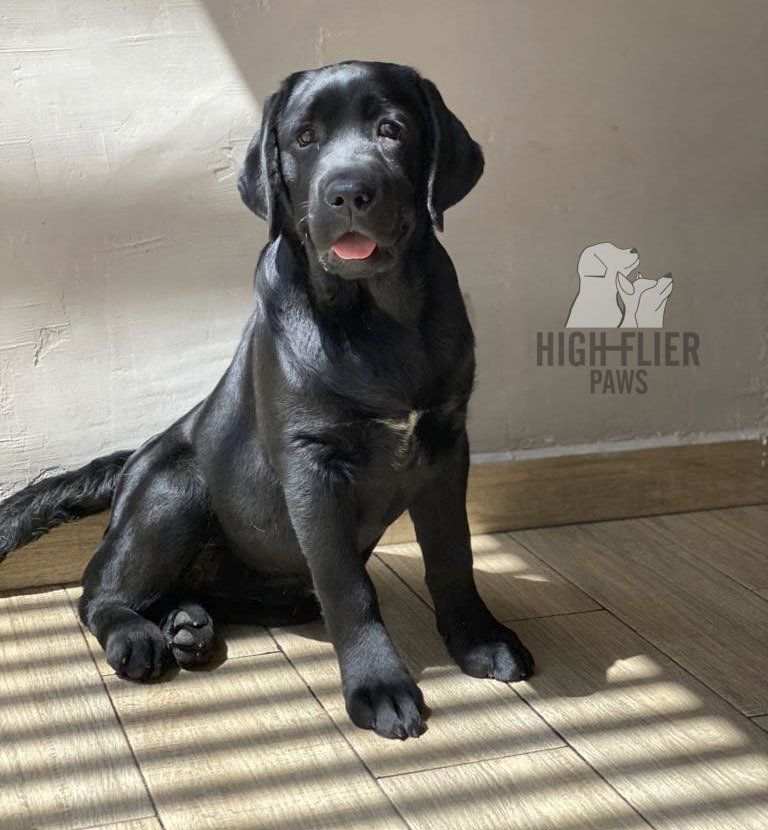 labrador en venta