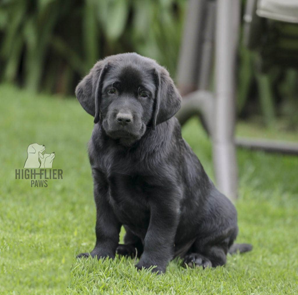 labrador en venta