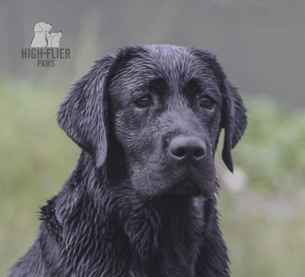 labrador en venta