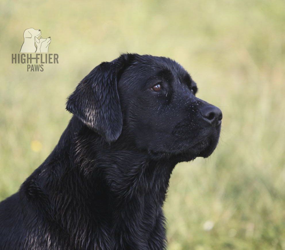 labrador en venta