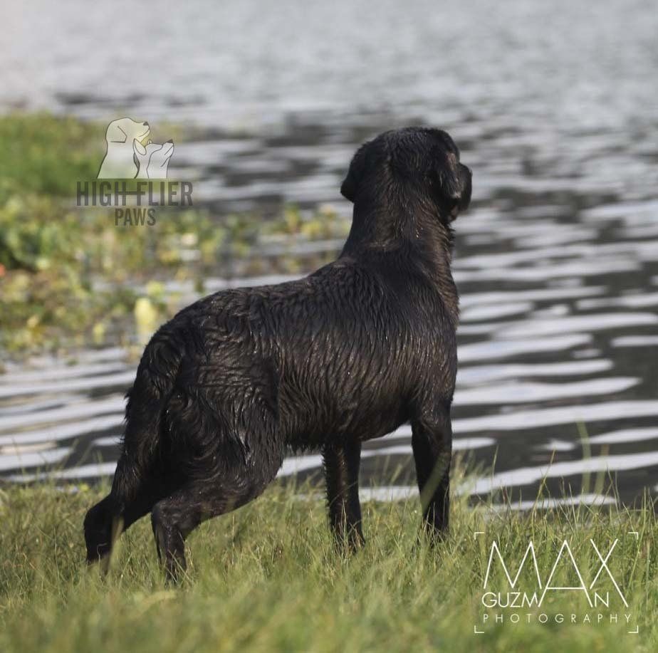 labrador en venta